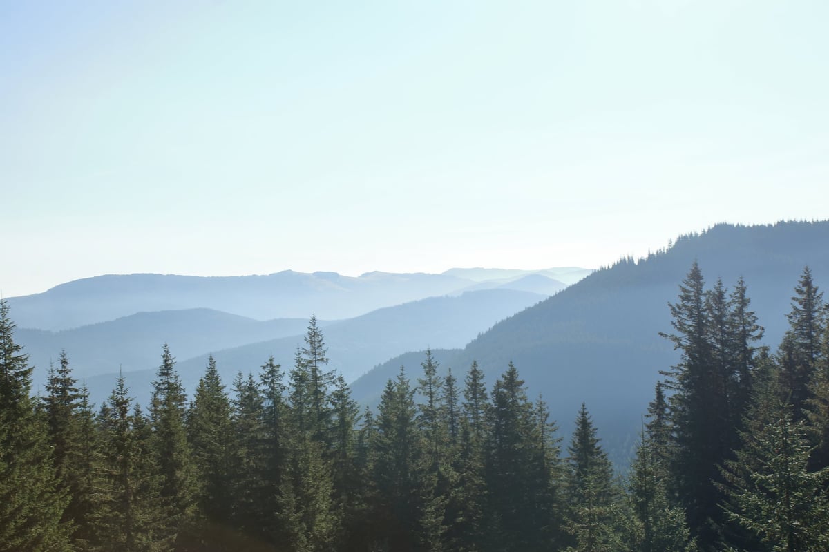 Beautiful green trees in forest covered with fog. Foggy summer morning in the mountains